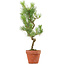 Pinus thunbergii, 49 cm, ± 15 ans