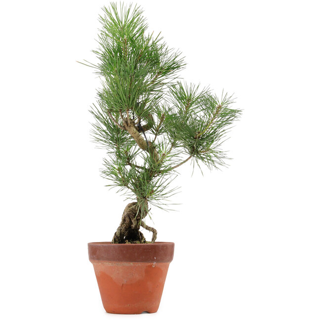 Pinus thunbergii, 44 cm, ± 15 años de edad