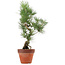 Pinus thunbergii, 44 cm, ± 15 Jahre alt