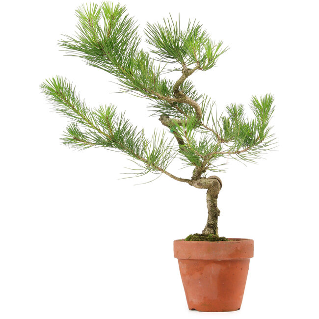 Pinus thunbergii, 49 cm, ± 15 años de edad
