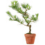 Pinus thunbergii, 49 cm, ± 15 anni