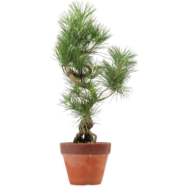 Pinus thunbergii, 44 cm, ± 15 years old