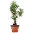 Pinus thunbergii, 44 cm, ± 15 ans