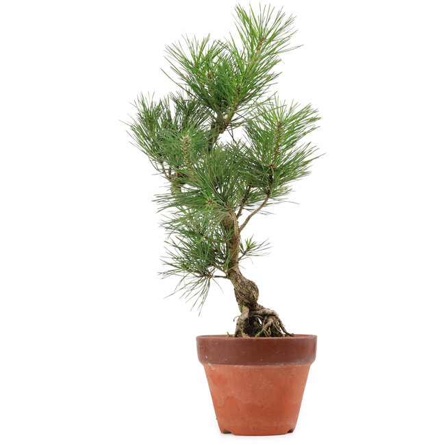 Pinus thunbergii, 44 cm, ± 15 years old