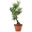 Pinus thunbergii, 44 cm, ± 15 anni