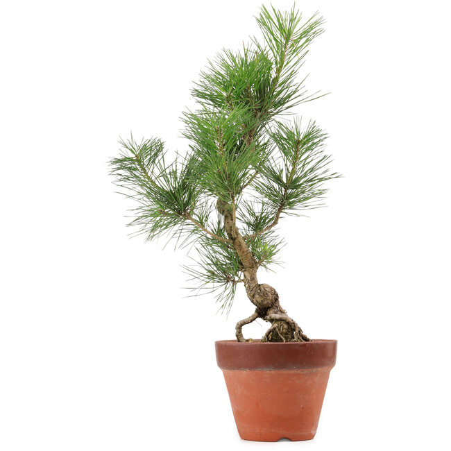 Pinus thunbergii, 44 cm, ± 15 años de edad