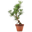 Pinus thunbergii, 44 cm, ± 15 years old