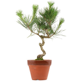 Pinus thunbergii, 40 cm, ± 15 years old