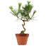 Pinus thunbergii, 40 cm, ± 15 jaar oud