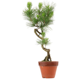 Pinus thunbergii, 49 cm, ± 15 jaar oud