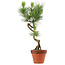 Pinus thunbergii, 49 cm, ± 15 years old