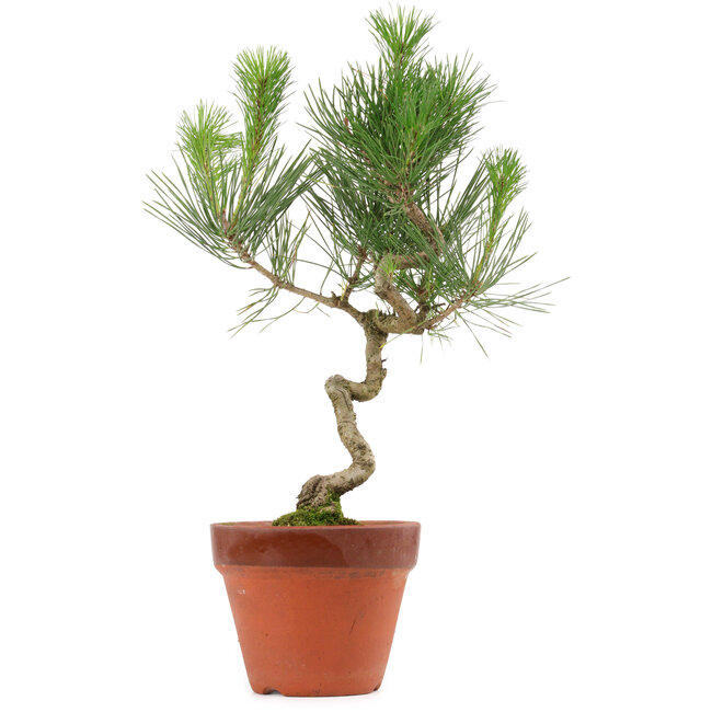 Pinus thunbergii, 40 cm, ± 15 years old