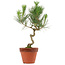 Pinus thunbergii, 40 cm, ± 15 anni