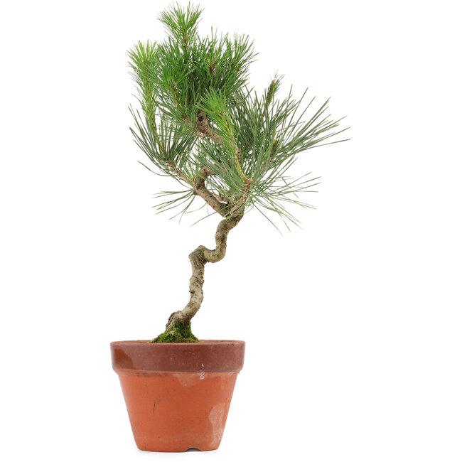 Pinus thunbergii, 40 cm, ± 15 ans
