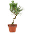 Pinus thunbergii, 40 cm, ± 15 ans