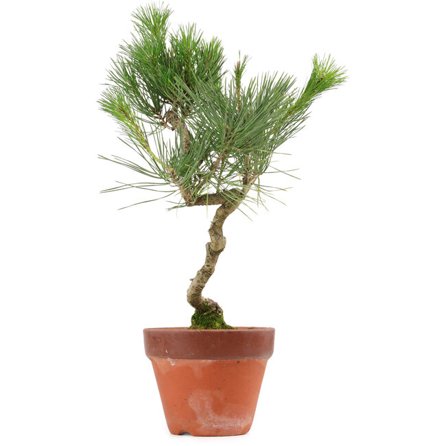 Pinus thunbergii, 40 cm, ± 15 años de edad