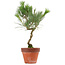 Pinus thunbergii, 40 cm, ± 15 anni