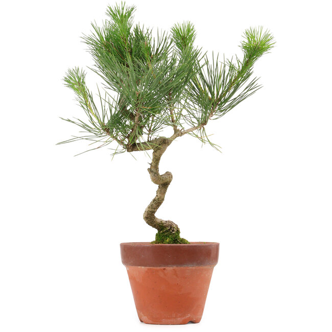 Pinus thunbergii, 40 cm, ± 15 anni