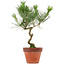Pinus thunbergii, 40 cm, ± 15 anni
