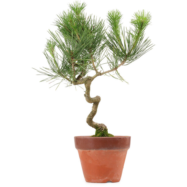 Pinus thunbergii, 40 cm, ± 15 años de edad