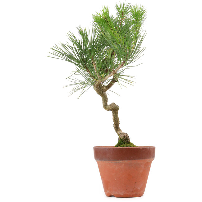 Pinus thunbergii, 40 cm, ± 15 anni