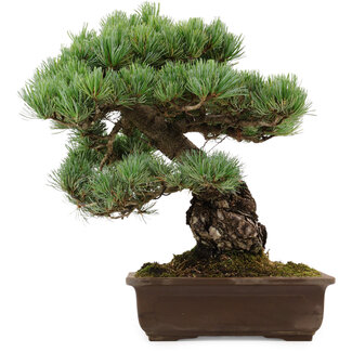Pinus parviflora, 39 cm, ± 40 años de edad