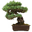 Pinus parviflora, 39 cm, ± 40 Jahre alt, mit einem Wurzelansatz von 13 cm
