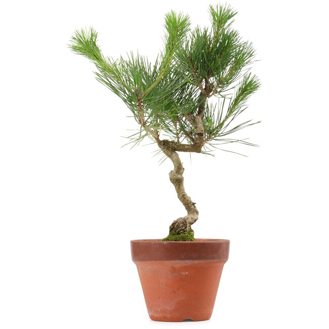 Pinus thunbergii, 40 cm, ± 15 jaar oud