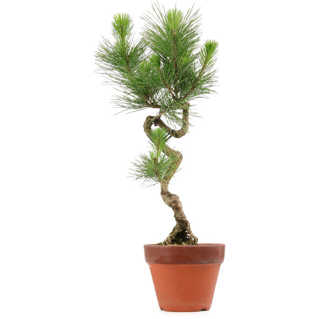 Pinus thunbergii, 49 cm, ± 15 años de edad
