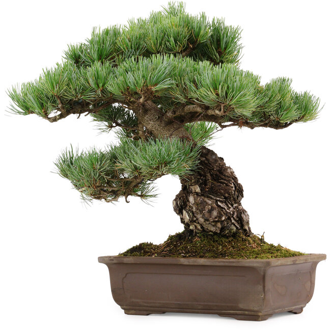 Pinus parviflora, 39 cm, ± 40 ans, avec un nebari de 13 cm