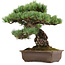 Pinus parviflora, 39 cm, ± 40 anni, con nebari di 13 cm