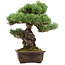 Pinus parviflora, 39 cm, ± 40 Jahre alt, mit einem Wurzelansatz von 13 cm