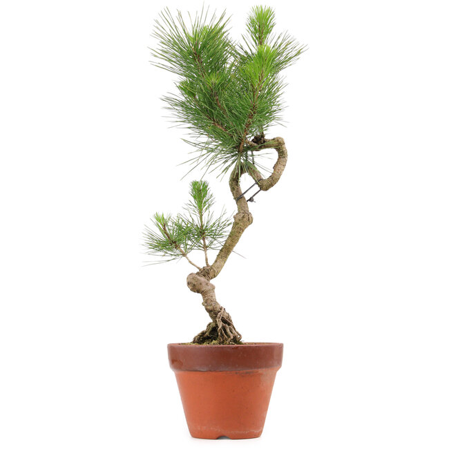 Pinus thunbergii, 49 cm, ± 15 years old