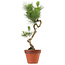 Pinus thunbergii, 49 cm, ± 15 anni