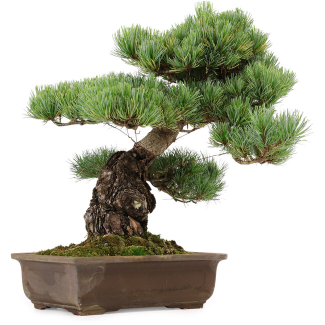 Pinus parviflora, 39 cm, ± 40 Jahre alt, mit einem Wurzelansatz von 13 cm