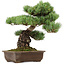 Pinus parviflora, 39 cm, ± 40 jaar oud, met een nebari van 13 cm