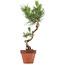 Pinus thunbergii, 49 cm, ± 15 años de edad