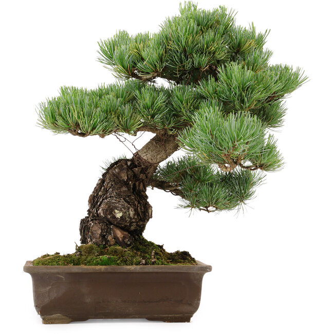 Pinus parviflora, 39 cm, ± 40 años de edad, con un nebari de 13 cm