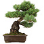 Pinus parviflora, 39 cm, ± 40 años de edad, con un nebari de 13 cm