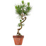 Pinus thunbergii, 49 cm, ± 15 años de edad