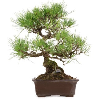 Pinus thunbergii, 40 cm, ± 35 jaar oud