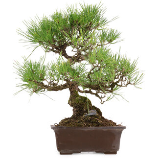 Pinus thunbergii, 40 cm, ± 35 years old