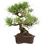 Pinus thunbergii, 40 cm, ca. 35 Jahre alt, mit einem Wurzelhals von 11 cm