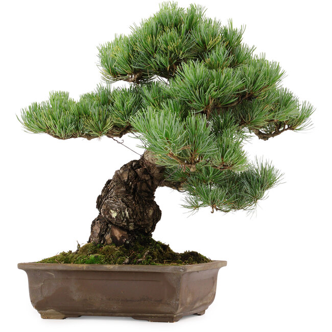 Pinus parviflora, 39 cm, ± 40 years old, with a nebari of 13 cm