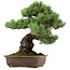 Pinus parviflora, 39 cm, ± 40 years old, with a nebari of 13 cm