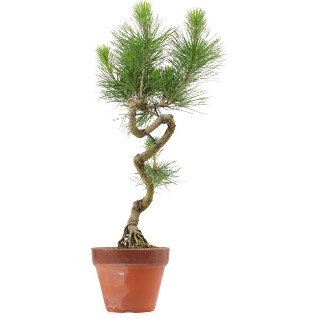 Pinus thunbergii, 49 cm, ± 15 years old