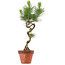 Pinus thunbergii, 49 cm, ± 15 anni