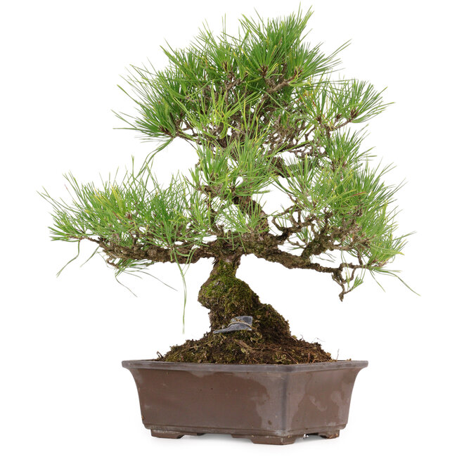 Pinus thunbergii, 40 cm, ± 35 jaar oud, met een nebari van 11 cm.
