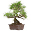 Pinus thunbergii, 40 cm, ± 35 anni, con nebari di 11 cm