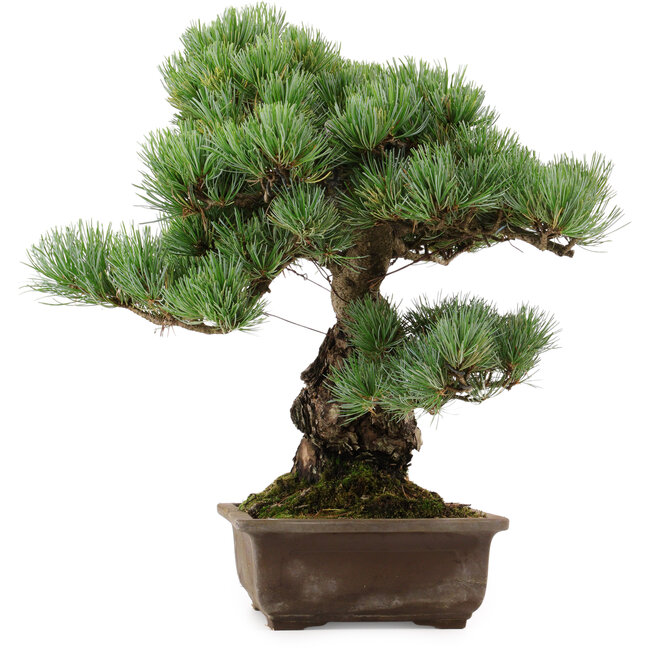 Pinus parviflora, 39 cm, ± 40 jaar oud, met een nebari van 13 cm
